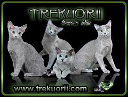 Trekuorii Cattery - Link